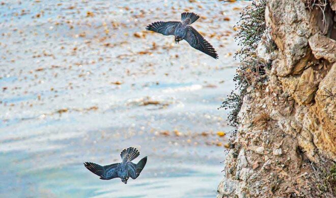 Peregrine falcon in Portugal