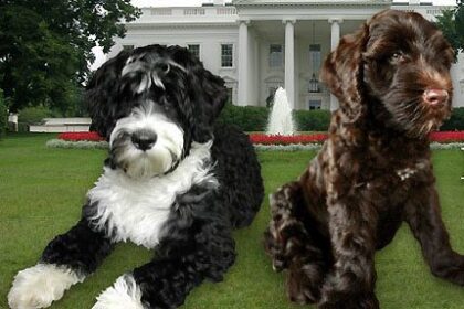 Portuguese water dogs