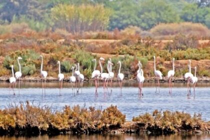 Flamingos - Portugal