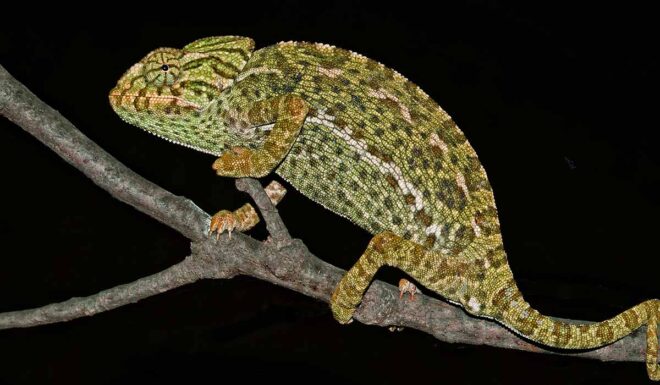 Chameleon - Portugal