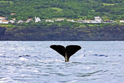 Whale watching in Portugal