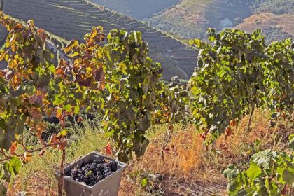 Douro wine region - Portugal